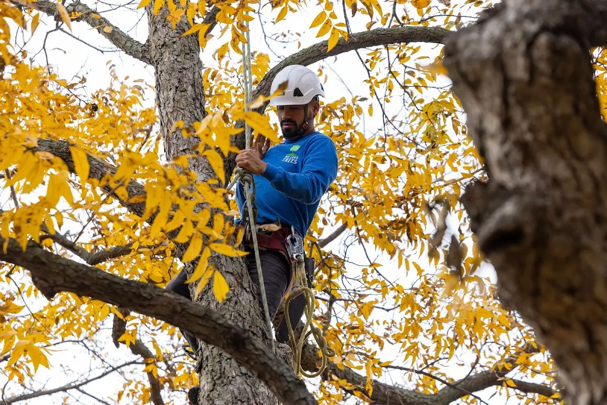 Skilled Storm Damage Cleanup crew working in Elizaville