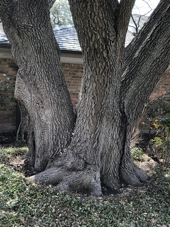 Mature heritage tree close to a Elizaville property cared for by certified arborists